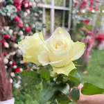Single Flowers - Off White